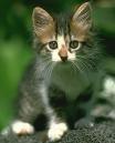 Kitten