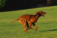 Running Dog